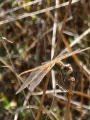 Sympetrum fonscolombii