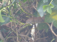 Clethrionomys glareolus