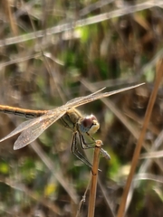 Sympetrum fonscolombii