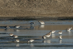 Calidris pygmaea