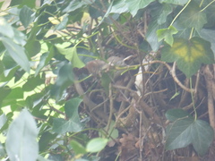 Clethrionomys glareolus