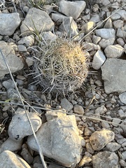 Coryphantha echinus