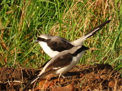 Lanius excubitoroides