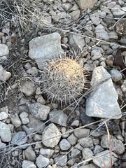 Coryphantha echinus