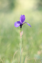 Iris sibirica