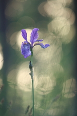 Iris sibirica
