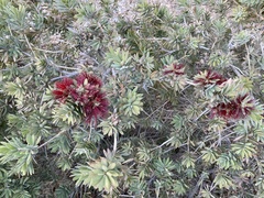 Melaleuca citrina
