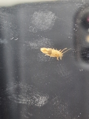 Stathmopoda