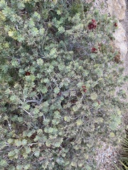 Melaleuca citrina