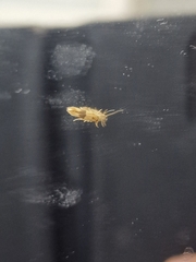 Stathmopoda