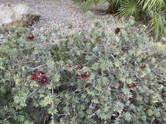 Melaleuca citrina