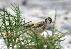 Carduelis carduelis