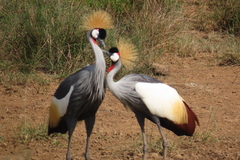 Balearica regulorum