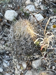 Coryphantha echinus
