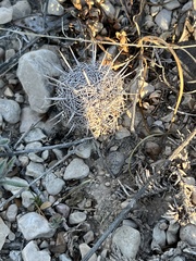 Coryphantha echinus