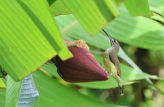 Arachnothera longirostra