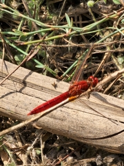 Crocothemis erythraea