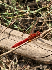 Crocothemis erythraea