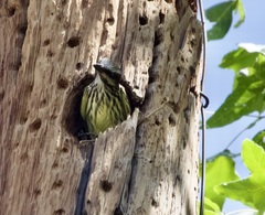 Myiodynastes luteiventris