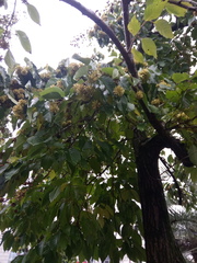Camptotheca acuminata