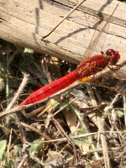 Crocothemis erythraea