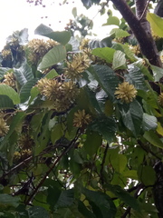 Camptotheca acuminata