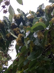 Camptotheca acuminata