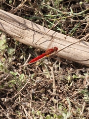 Crocothemis erythraea