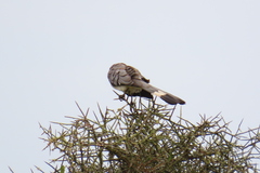 Corythaixoides leucogaster