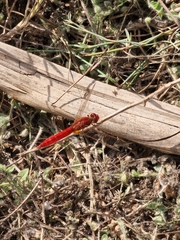 Crocothemis erythraea