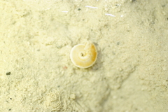 Architectonica
