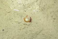 Architectonica