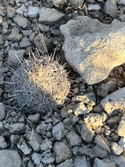 Coryphantha echinus