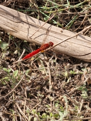 Crocothemis erythraea