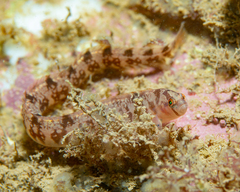 Pholis gunnellus