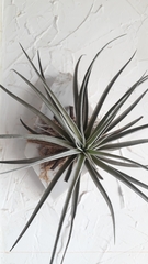 Tillandsia stricta