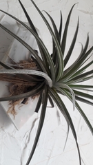 Tillandsia stricta