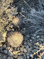 Coryphantha echinus