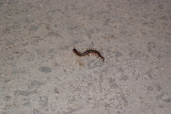 Scolopendridae