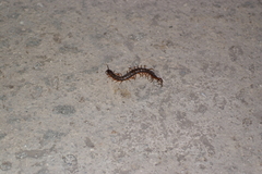 Scolopendridae