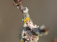 Laetisaria lichenicola