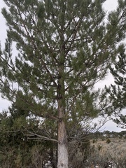 Pinus contorta