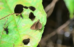 Ancistroides nigrita