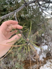 Pinus contorta