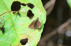 Ancistroides nigrita