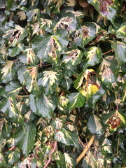 Hedera helix