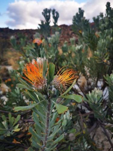Image of Leucospermum praemorsum by (c) Barbara le Roux, some rights reserved (CC BY-SA)