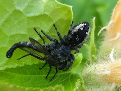 Phidippus borealis