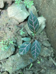 Fittonia albivenis