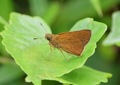 Polytremis lubricans